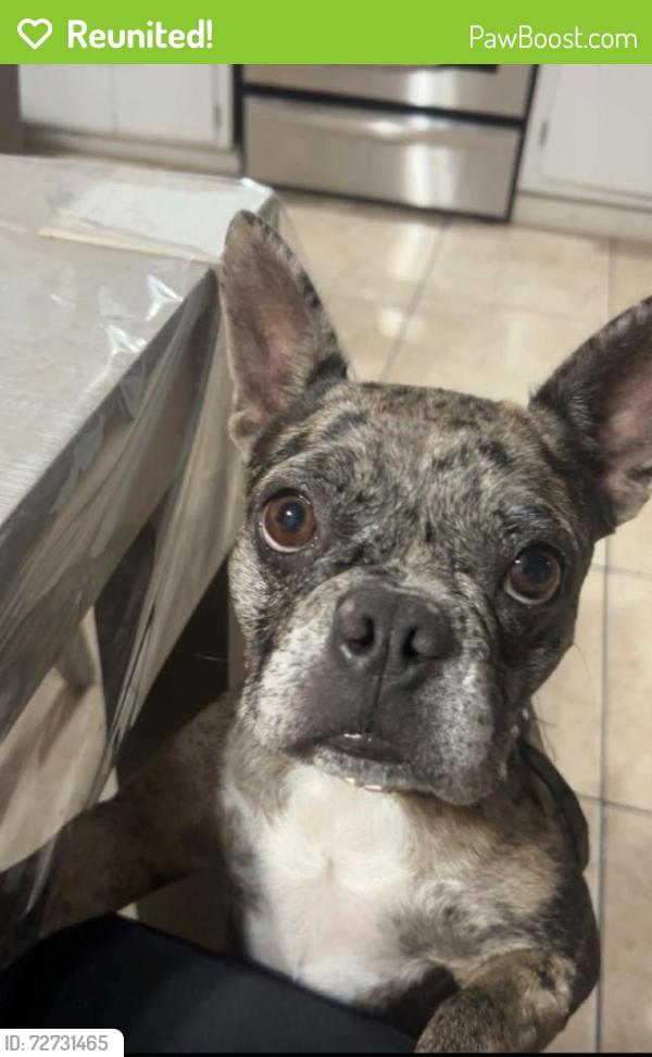 Reunited Female Dog last seen Stanford St, Hemet, Ca, Usa, East Hemet, CA 92544