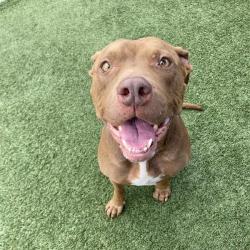 Shelter Stray Female Dog last seen , 12910 Yukon Ave, Hawthorne, CA 90250, USA