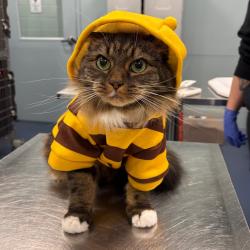 Shelter Stray Female Cat last seen , 980 Guilford College Rd, Greensboro, NC 27409, USA