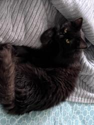 Reunited Male Cat last seen 40th and Portland, Minneapolis, MN 55407