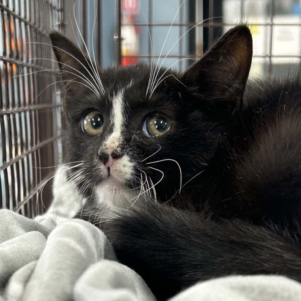 Shelter Stray Unknown Cat last seen , 124 Evergreen Ave, Newark, NJ 07114, USA