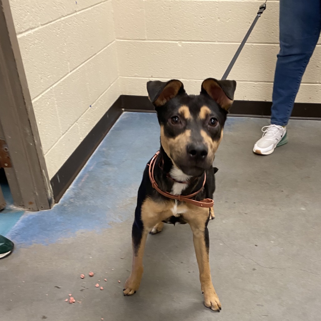 Shelter Stray Female Dog last seen , 2350 Appling City Cove, Memphis, TN 38133, USA