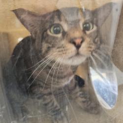 Shelter Stray Male Cat last seen , Animal Care & Control Team of Philly, 111 W Hunting Park Ave, Philadelphia, PA 19140, USA
