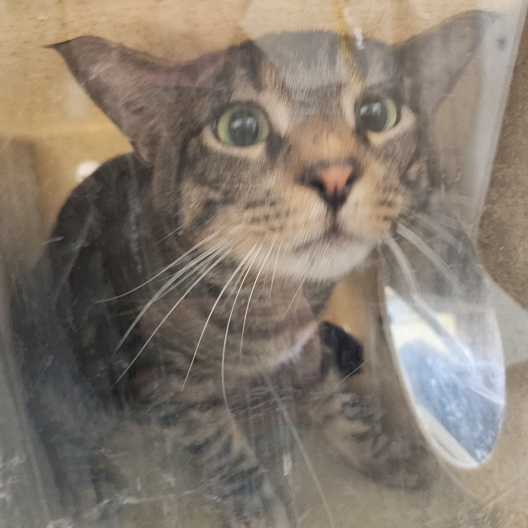 Shelter Stray Male Cat last seen , Animal Care & Control Team of Philly, 111 W Hunting Park Ave, Philadelphia, PA 19140, USA
