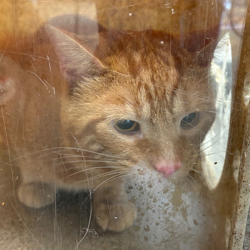 Shelter Stray Male Cat last seen , Animal Care & Control Team of Philly, 111 W Hunting Park Ave, Philadelphia, PA 19140, USA