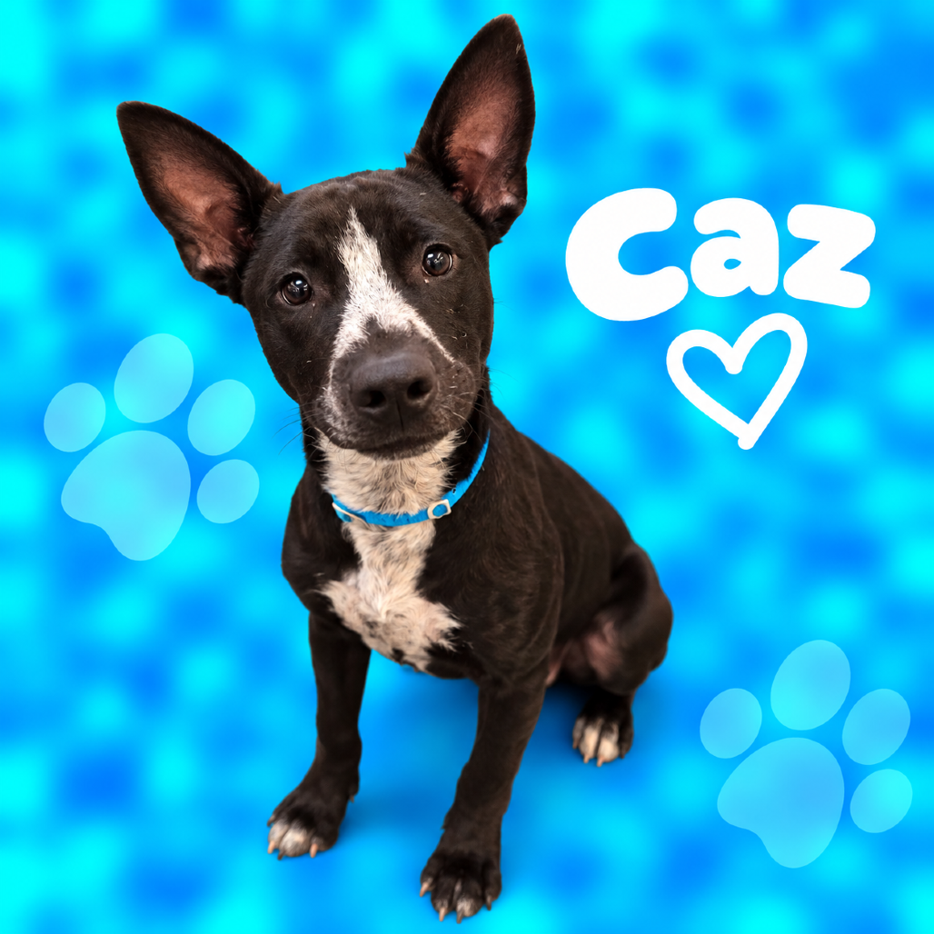 Shelter Stray Male Dog last seen , 2350 Appling City Cove, Memphis, TN 38133, USA