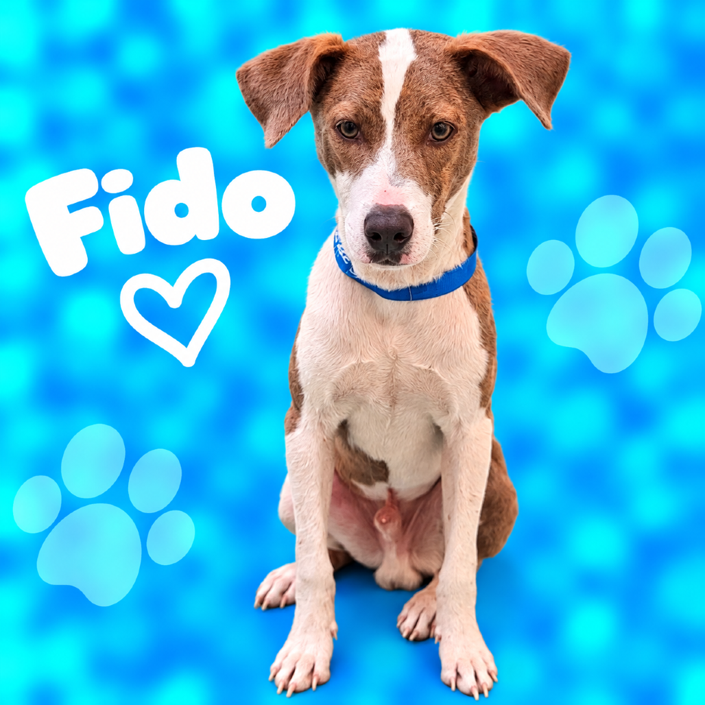 Shelter Stray Male Dog last seen , 2350 Appling City Cove, Memphis, TN 38133, USA
