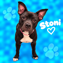 Shelter Stray Female Dog last seen , 2350 Appling City Cove, Memphis, TN 38133, USA