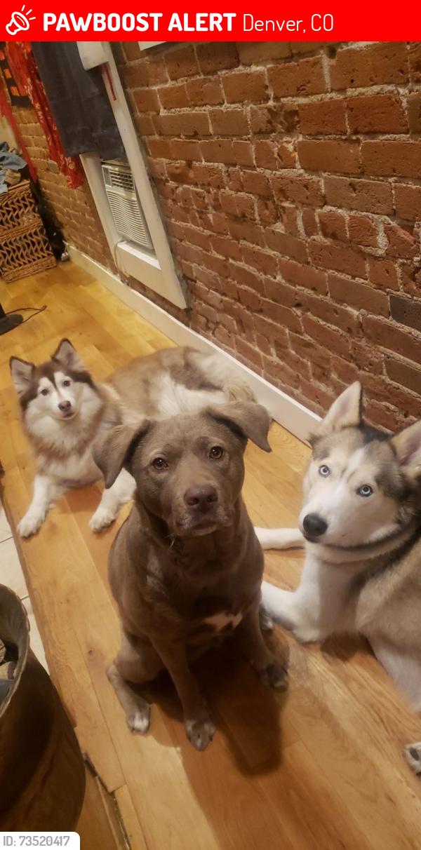 Lost Male Dog last seen Ireland Maxwell, Denver, CO 80249