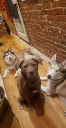 Lost Male Dog last seen Ireland Maxwell, Denver, CO 80249