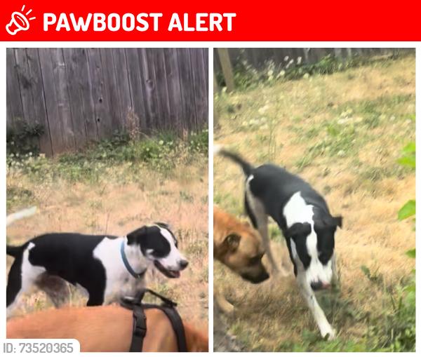 Lost Female Dog last seen Bike path, Clackamas County, OR 97266