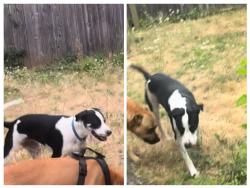 Lost Female Dog last seen Bike path, Clackamas County, OR 97266