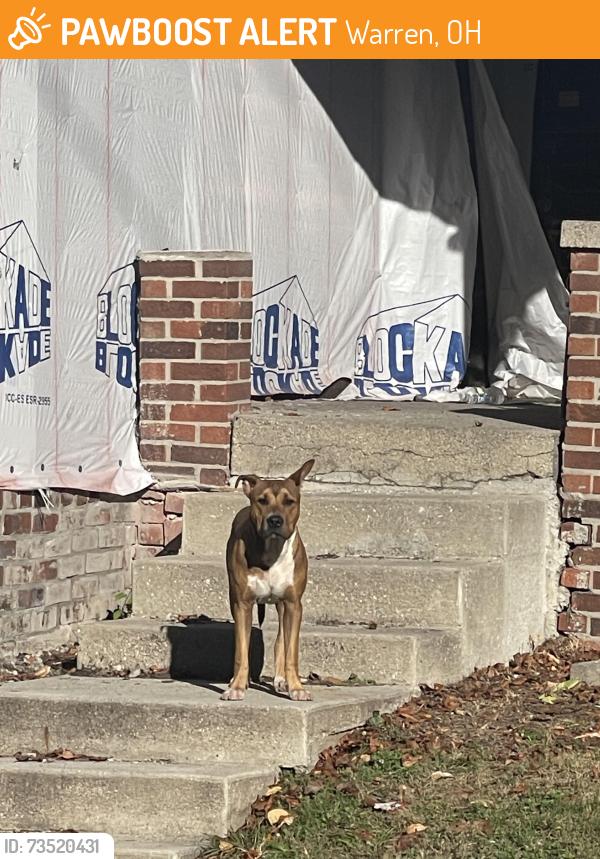 Found/Stray Male Dog last seen Michigan and Highland, Warren, OH 44481
