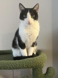 Reunited Female Cat last seen Queen St. & 93rd, Minneapolis, MN 55431