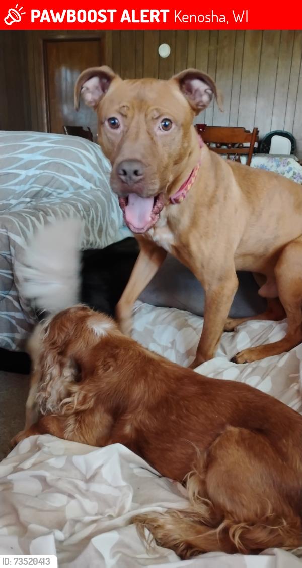 Lost Male Dog last seen Between Play to Learn & Westtown Foods, Kenosha, WI 53140