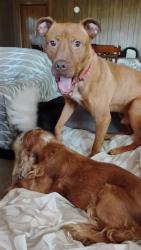 Lost Male Dog last seen Between Play to Learn & Westtown Foods, Kenosha, WI 53140