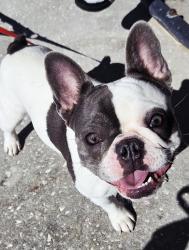 Reunited Female Dog last seen Deltona & Founder, Spring Hill, FL 34608