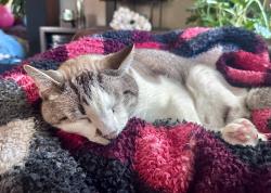 Reunited Male Cat last seen Edgerton & Koehler, Vadnais Heights, MN 55127
