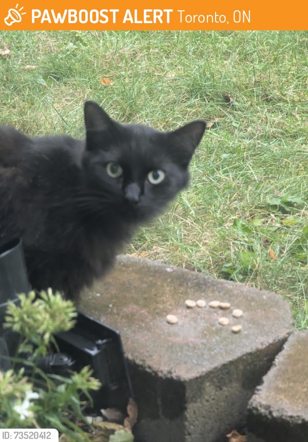 Found/Stray Unknown Cat last seen Earlthorpe, Toronto, ON 