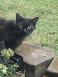 Found/Stray Unknown Cat last seen Earlthorpe, Toronto, ON 