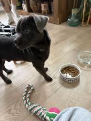 Found/Stray Male Dog last seen S 59th Street, Philadelphia, PA 19146