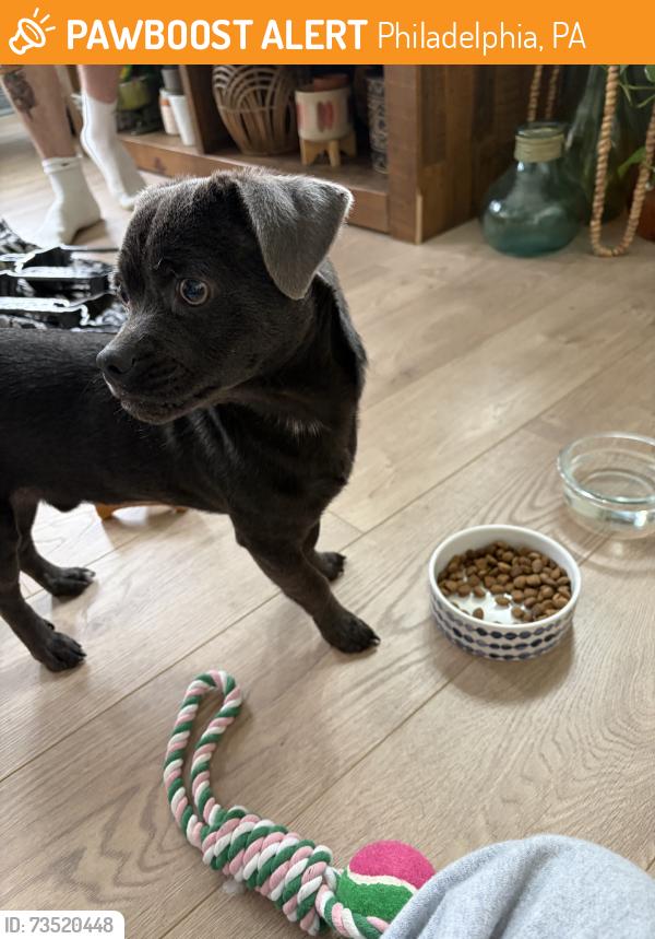 Found/Stray Male Dog last seen S 59th Street, Philadelphia, PA 19146