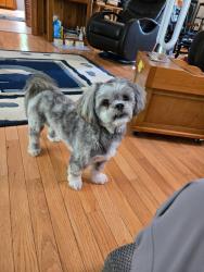 Reunited Male Dog last seen Koger center bon air va, Bon Air, VA 23235