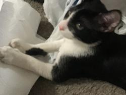 Lost Male Cat last seen Yucca and foothill, Boulder City, NV 89005