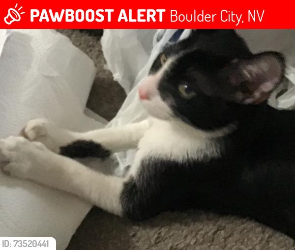Lost Male Cat last seen Yucca and foothill, Boulder City, NV 89005