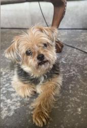 Reunited Male Dog last seen Windham Pkwy & Cabot Ct, Prospect, KY 40059