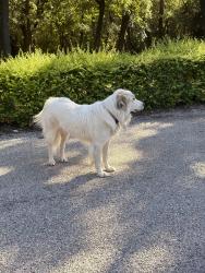 Found/Stray Male Dog last seen On the same street he should be close to a chic fil a wrap on floor, Fort Worth, TX 76120