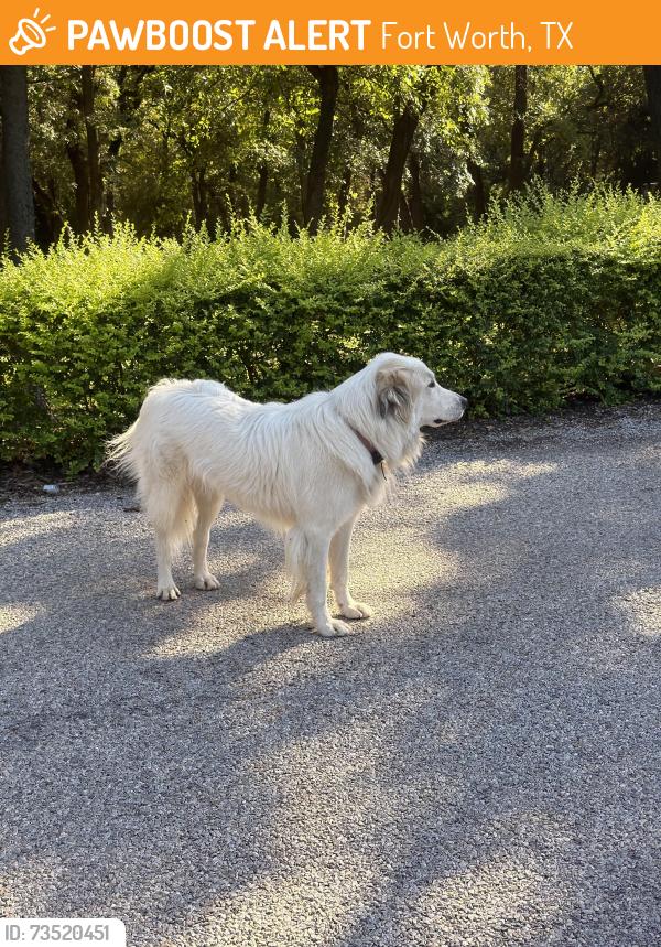Found/Stray Male Dog last seen On the same street he should be close to a chic fil a wrap on floor, Fort Worth, TX 76120