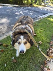 Reunited Female Dog last seen Murdock Rd, Cobb County, GA 30062