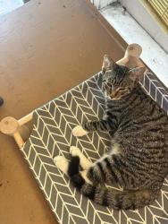 Lost Female Cat last seen 74th St, Chicago, IL 60632