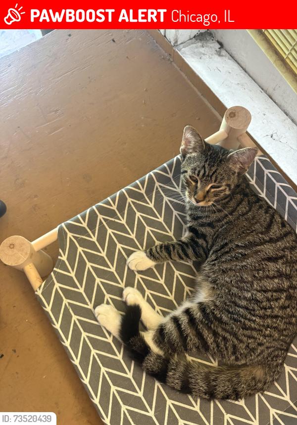 Lost Female Cat last seen 74th St, Chicago, IL 60632