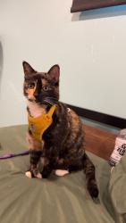 Lost Female Cat last seen On Cascade, Winnipeg, MB R2J 1W2