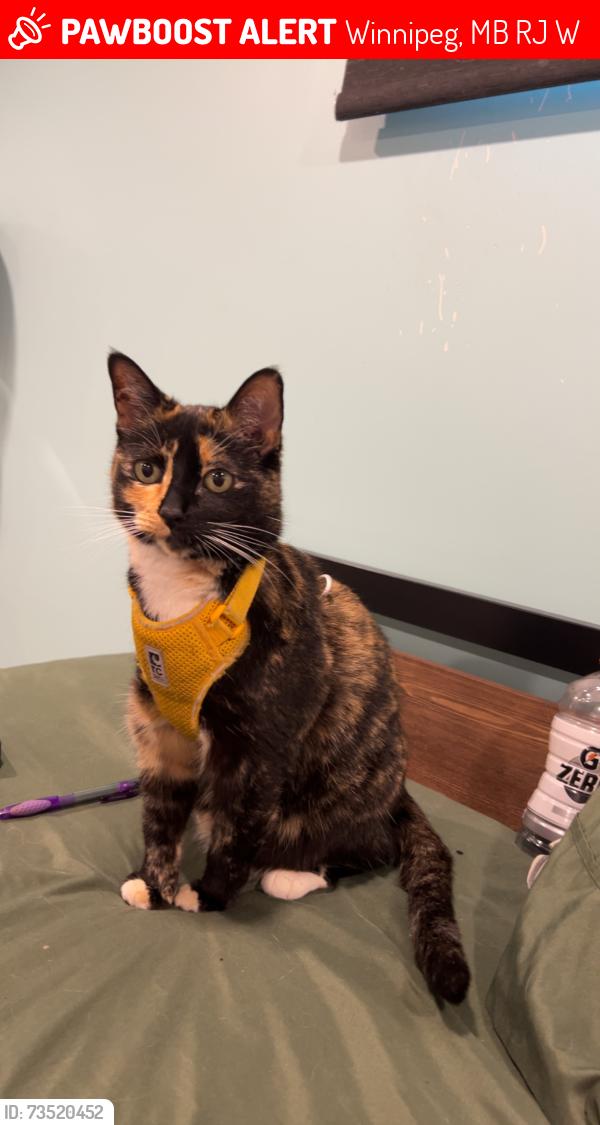 Lost Female Cat last seen On Cascade, Winnipeg, MB R2J 1W2