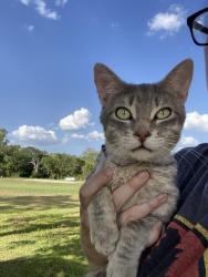 Lost Male Cat last seen Dodge oakhurst rd, Walker County, TX 77320