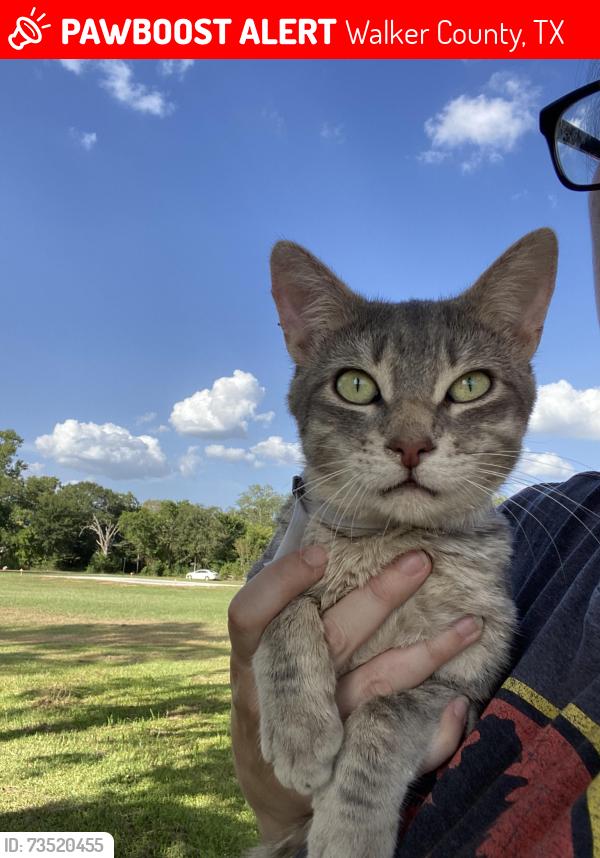 Lost Male Cat last seen Dodge oakhurst rd, Walker County, TX 77320