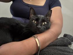 Reunited Male Cat last seen Near PGA Blvd, Palm Beach Gardens, FL 33410, USA, Palm Beach Gardens, FL 33410