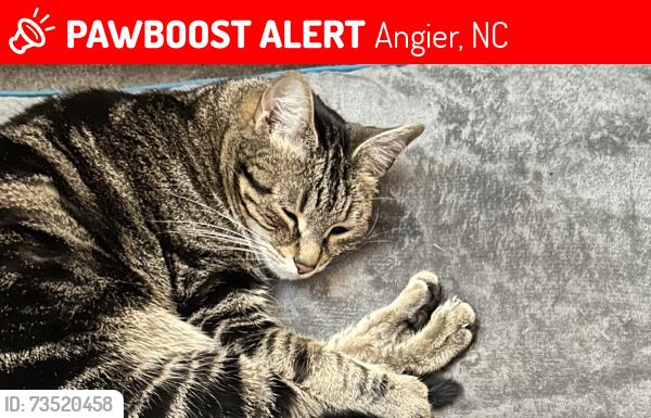 Lost Female Cat last seen Angier baseball field, Angier, NC 27501