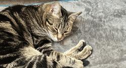 Lost Female Cat last seen Angier baseball field, Angier, NC 27501