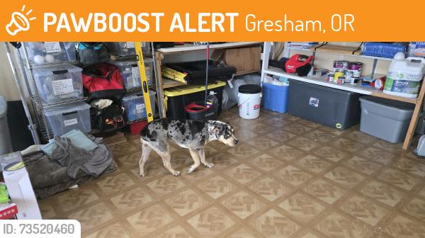 Found/Stray Female Dog last seen Near SE La Mesa Ave, Gresham, OR 97080