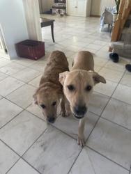 Found/Stray Male Dog last seen Southeast middle school, Oklahoma City, OK 73139