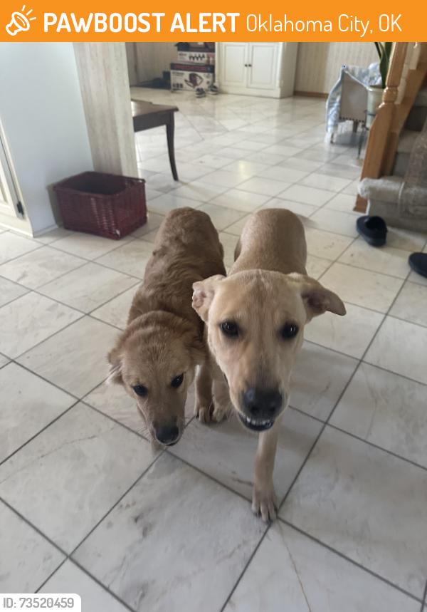 Found/Stray Male Dog last seen Southeast middle school, Oklahoma City, OK 73139