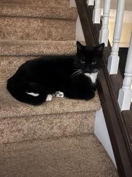 Lost Male Cat last seen Mississippi and Brentwood, Lakewood, CO 80232