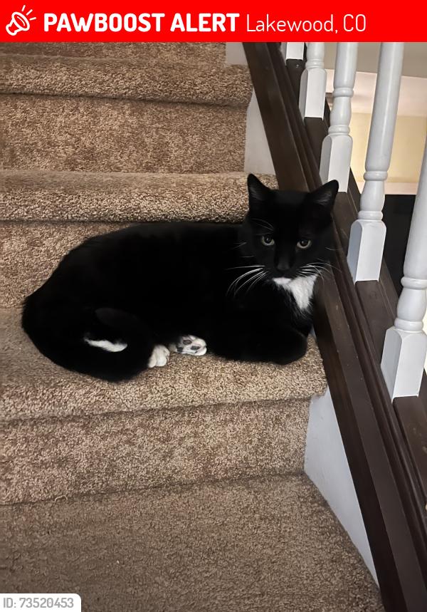 Lost Male Cat last seen Mississippi and Brentwood, Lakewood, CO 80232