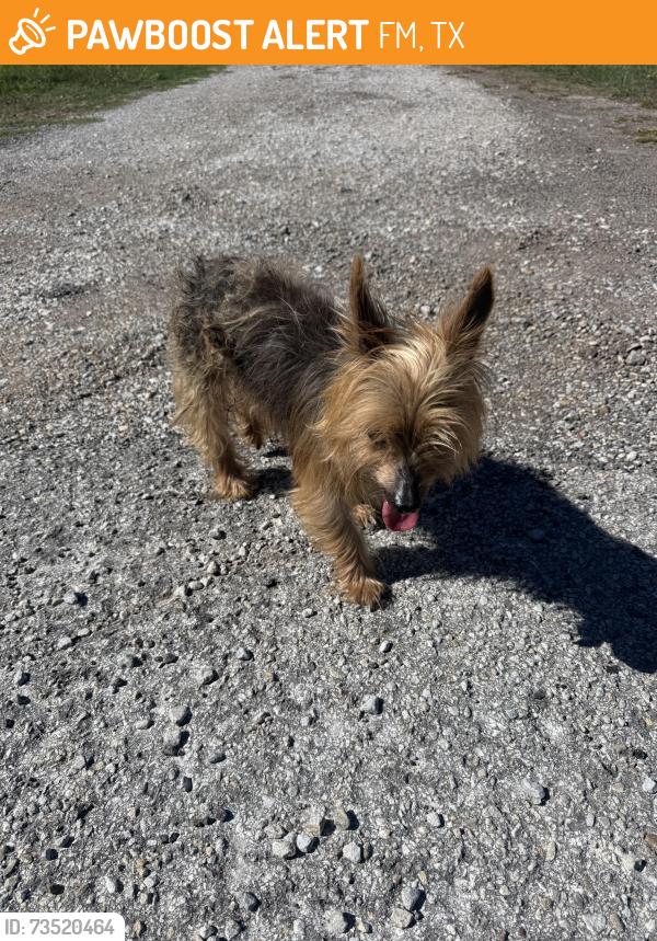 Found/Stray Female Dog last seen FM 1565 and 987, FM1565, TX 75189