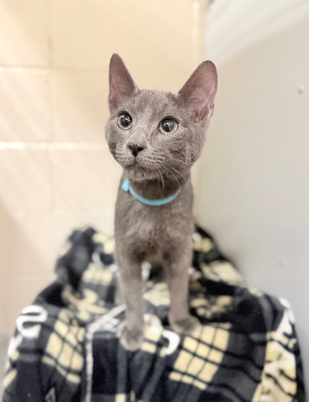 Shelter Stray Male Cat last seen Near Church St, Layton, UT 84041, USA, 1422 E 600 N, Fruit Heights, UT 84037, USA