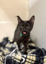 Shelter Stray Male Cat last seen Near Church St, Layton, UT 84041, USA, 1422 E 600 N, Fruit Heights, UT 84037, USA